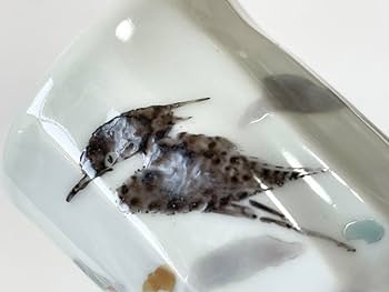 陶芸家　作家物　佐藤亮　色絵盃　小鳥　小禽　鳥文様　ぐい呑　筒盃　共箱 Amazon.co.jp: 陶芸家 作家物 佐藤亮 色絵盃 小鳥 小禽 鳥文様